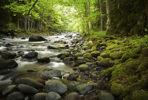 River in the woods